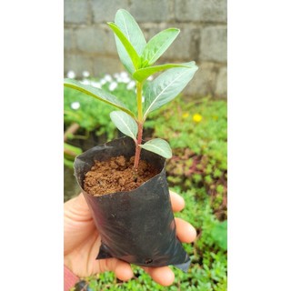 cây dừa cạn bầu đất không chậu