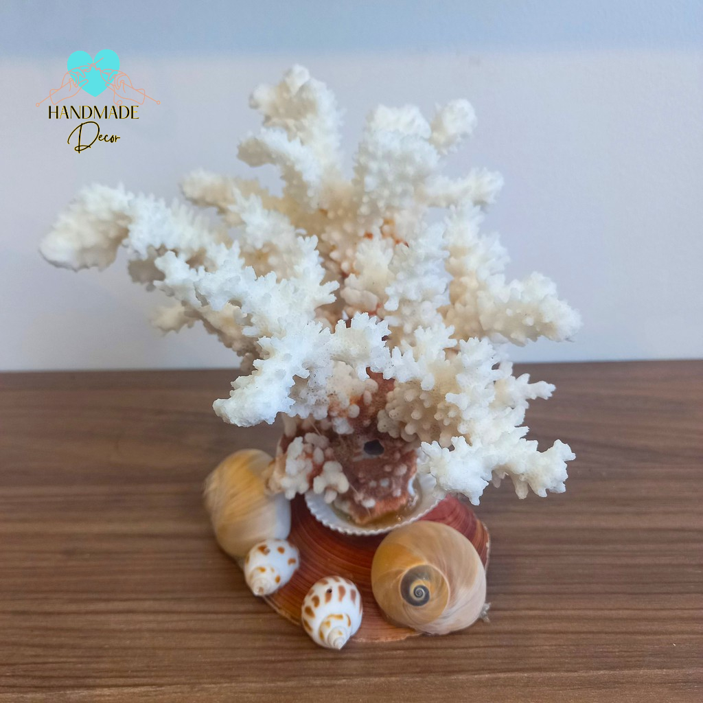 San hô chụp ảnh trang trí bàn trà, tủ trà, bể cá