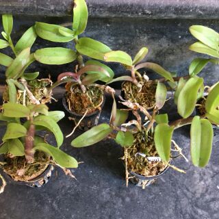 Phi điệp Rồng lửa