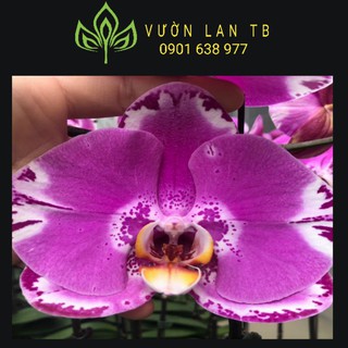 Hồ điệp đại sắp cho hoa bói