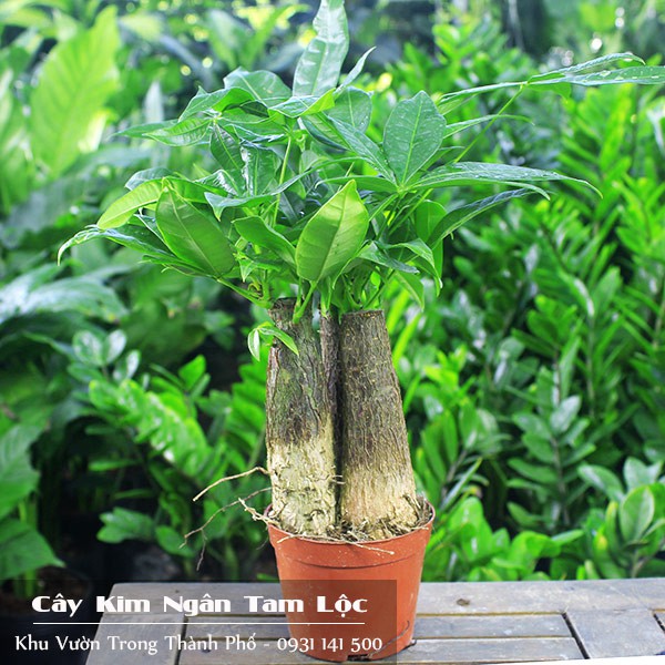 Cây kim ngân tam lộc ( cây kim ngân 3 củ)