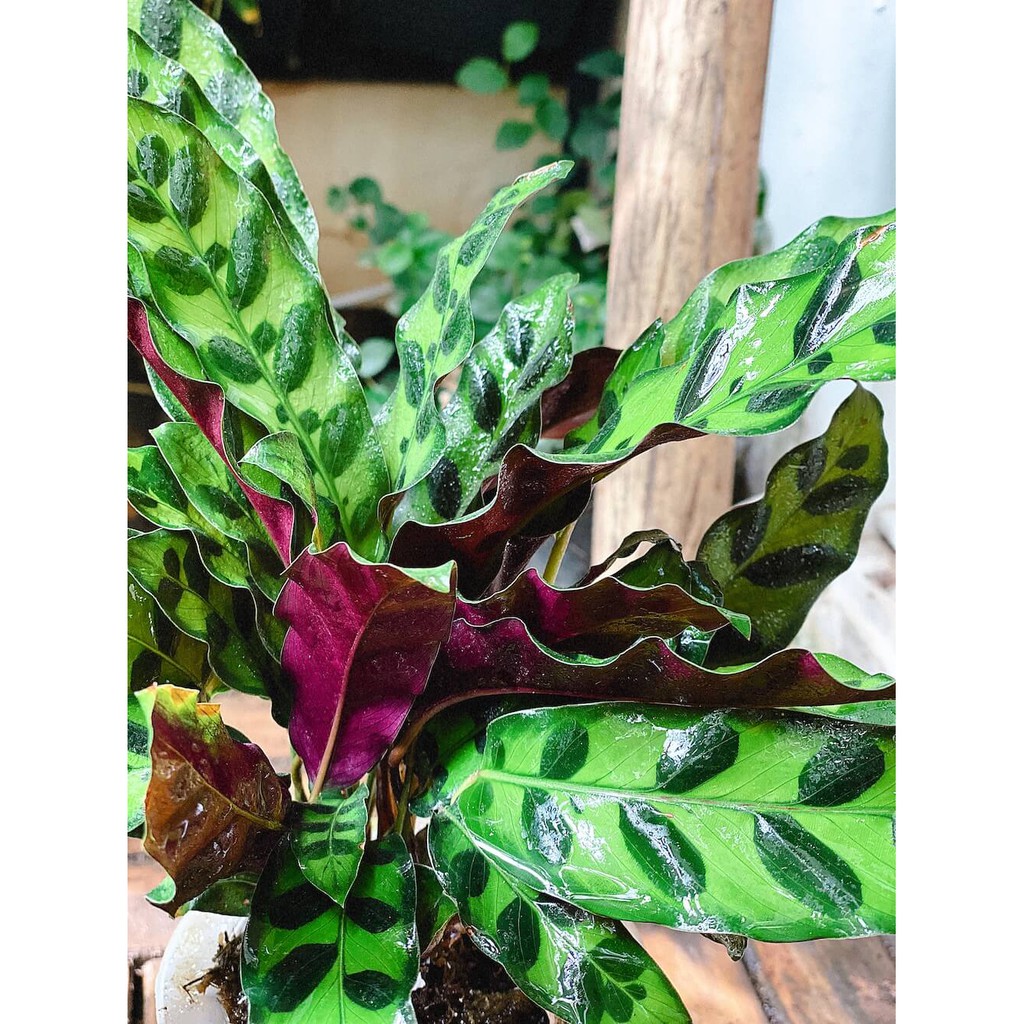 Cây Calathea lancifolia Rattlesnake (Tiễn Vũ Trúc Vu) kèm chậu thuỷ canh 2 lớp không đất, không cần tưới