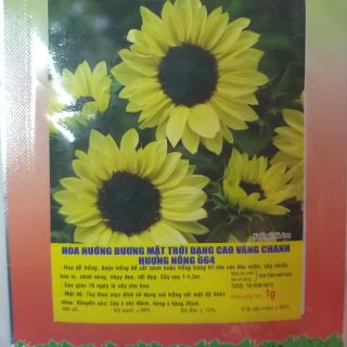 Hạt giống Hoa hướng dương