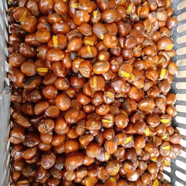 Hạt dẻ tươi