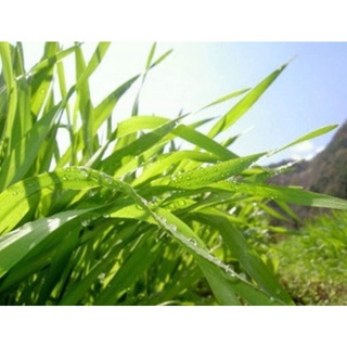 Bột lúa non Barley - date 2025