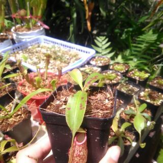nắp ấm mini siêu dễ thương