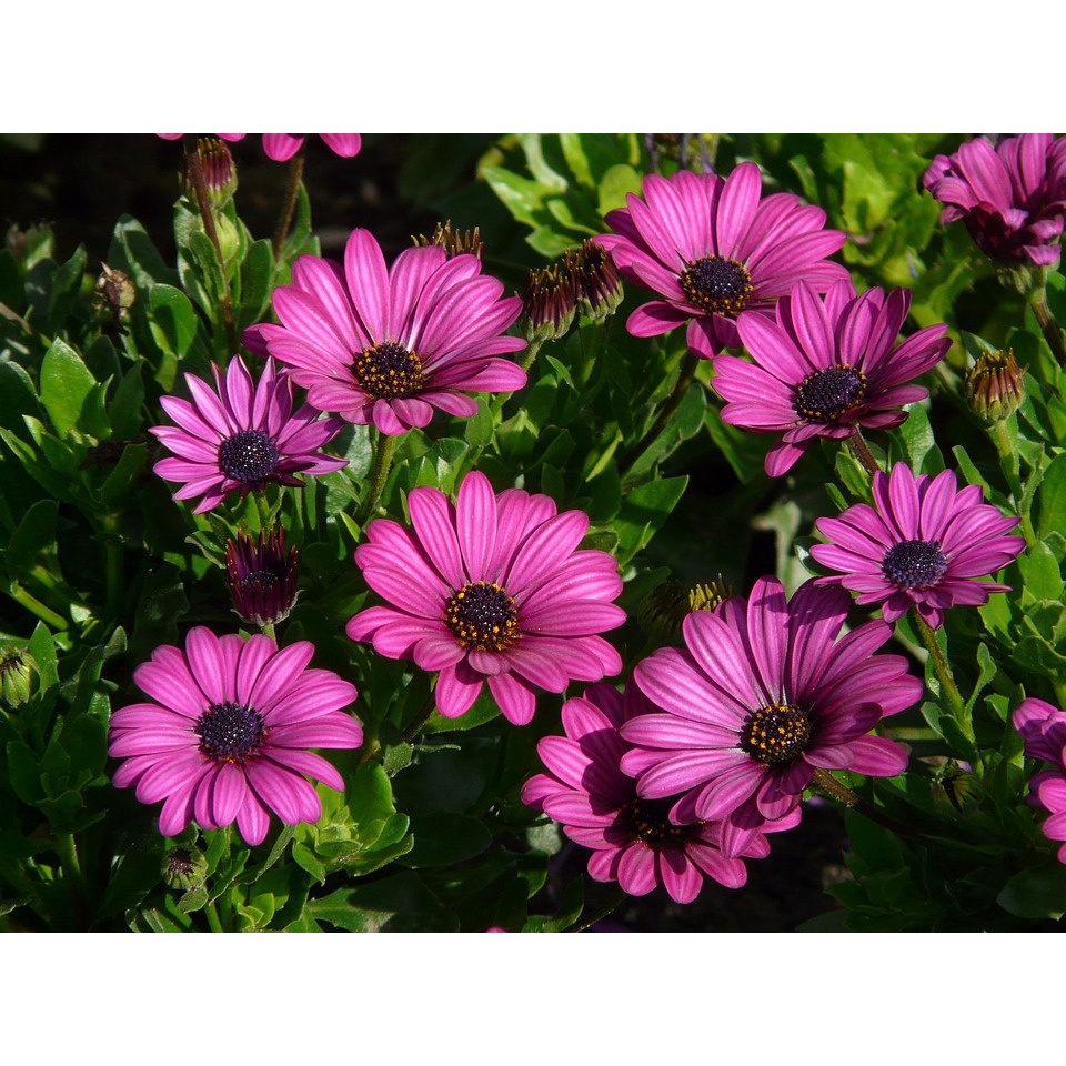 100H  - #Hạt_Giống_Cúc_Châu_Phi_Mix ( tặng kèm kích mầm và phân bón )