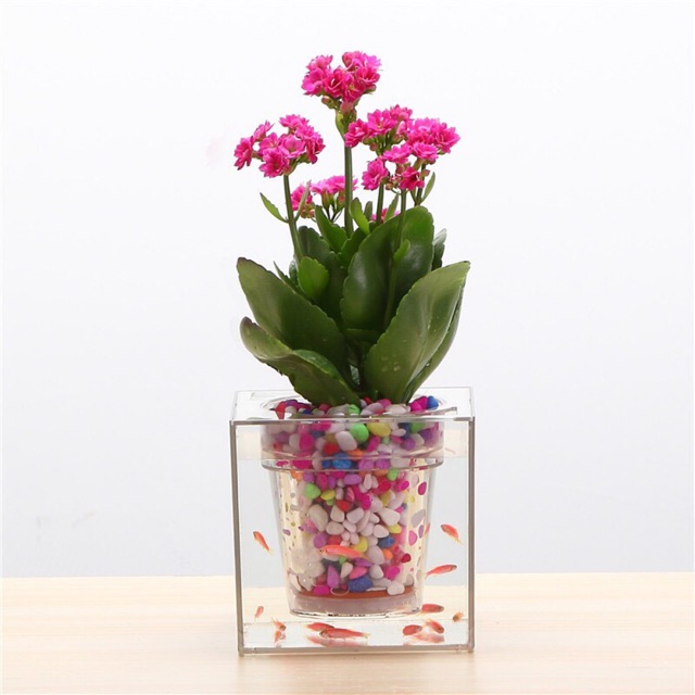 Chậu cây tự tưới