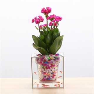 Chậu cây tự tưới