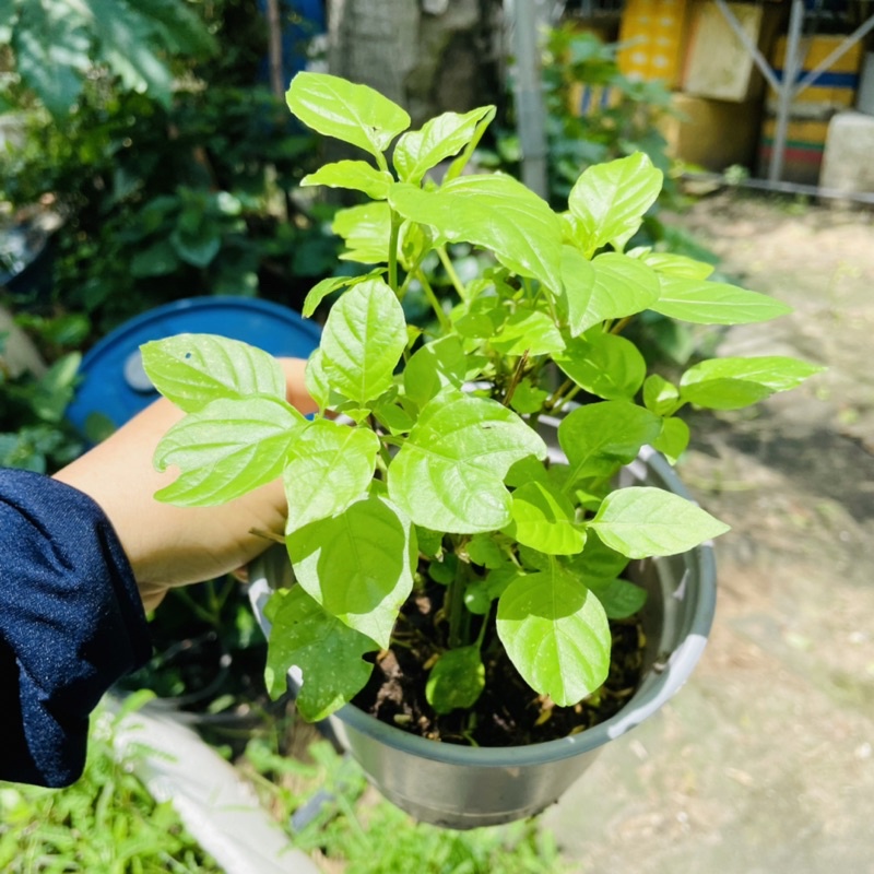 Cây Giống Bồ Ngót Nhật - Vườn Ươm Thái Ngân