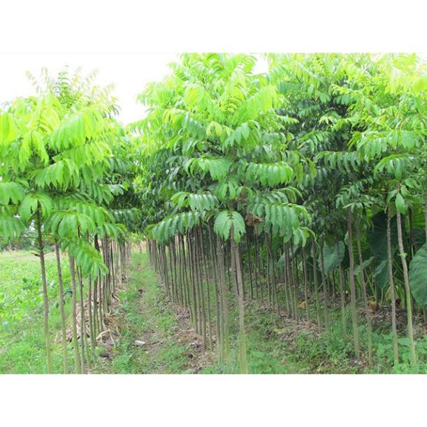 Sản phẩm Cây SẤU GHÉP, SẤU HẠT giống - Hàng chuẩn  cao từ  cm + Tặng  phân hữu cơ cao cấp