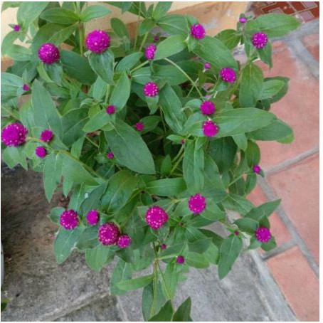 gh24 gói 20h Hạt Giống Hoa Cúc Bách Nhật - Mix (Gomphrena globosa) ảnh thật hoa đẹp ạ