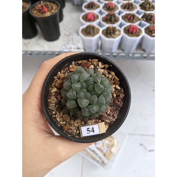 SEN ĐÁ HAWATHIA 5CM - CÂY MỌNG NƯỚC - ƯA RÂM - VƯỜN XƯƠNG RỒNG MINI cây cảnh trang trí phong thủy nhà cửa, freeship