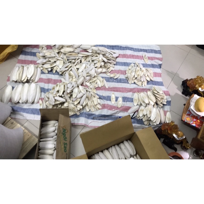 NANG MỰC COMBO 10 NANG MỰC SIZE 13-14CM