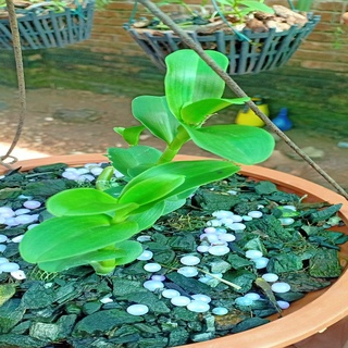 Hoa lan phi điệp-5ct lâm xung(cao 20cm, bộ rễ khỏe)