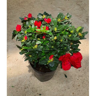 đỗ quyên tán tròn cây bao đẹp