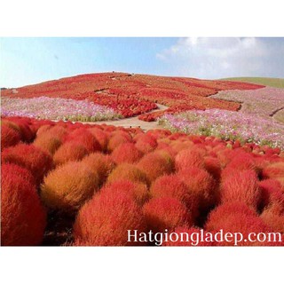 Hạt Giống Cỏ Đổi Màu