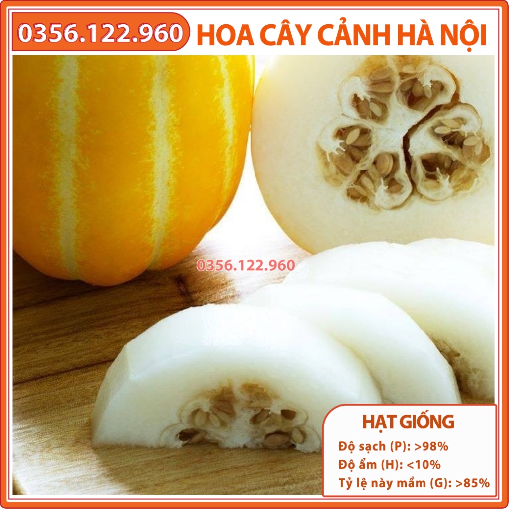 Hạt giống dưa lê Hàn Quốc F1 cao sản dễ trồng, trái thơm ngon - gói 10 hạt - Shop hoa cây cảnh Hà Nội
