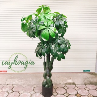 [Deal sốc] Cây nhựa pvc Kim Ngân (cây kim tiền )