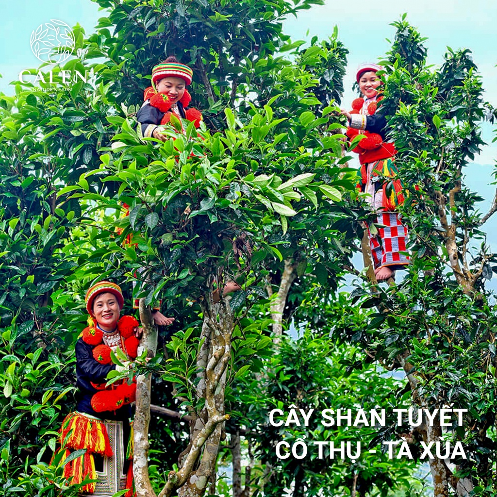 Trà Shan Tuyết Cổ thụ sấy khô - Đặc sản Tà Xùa Việt Nam