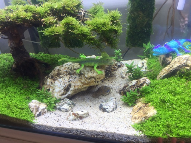 Bể cá Cây bonsai suối nước
