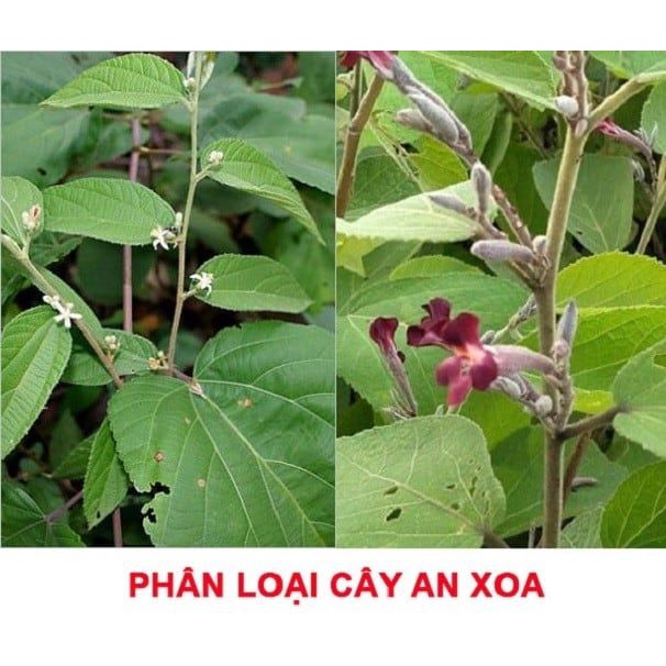 Cây An Xoa Khô Túi 1Kg Hỗ Trợ Giảm Men Gan