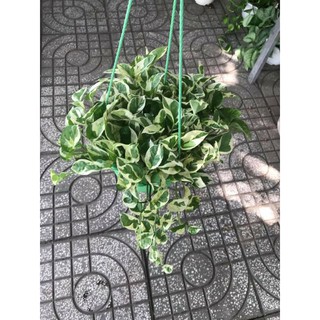 Cây 🌲 TRẦU BÀ CẨM THACH treo