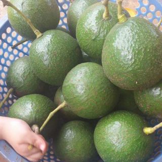 Bơ booth đăklăk 1kg