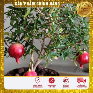 COMBO 5 gói hạt giống lựu lùn đỏ TẶNG 1 phân bón