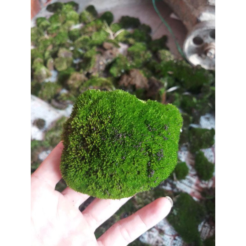 Rêu nhung cục -Rêu Terrarium- Hàng núi hiếm- Bé nhưng bền và chất. Trang trí bonsai,Terrarium, tiểu cảnh, bán cạn..