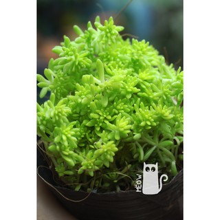 SEDUM VÀNG