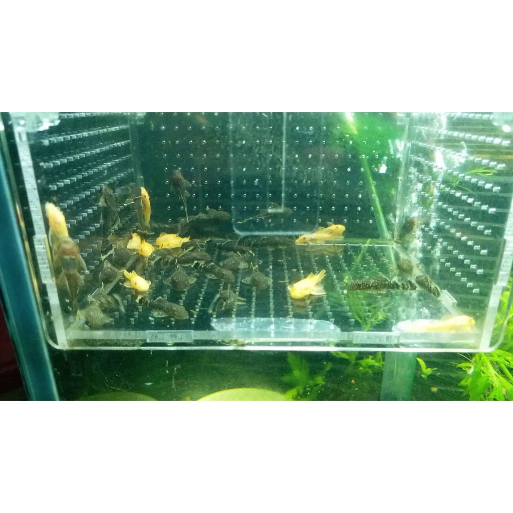 Lồng núm cho cá