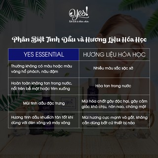 TINH DẦU TRÀM GIÓ YES! ( CAJEPUT ESSENTIAL OIL )