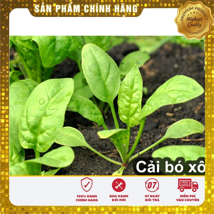 Hạt Giống Rau Chân vịt ( bina) gói 20 gram