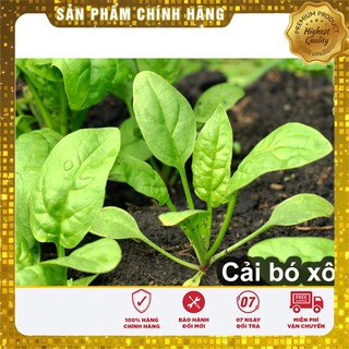 Hạt Giống Rau Chân vịt ( bina) gói 20 gram