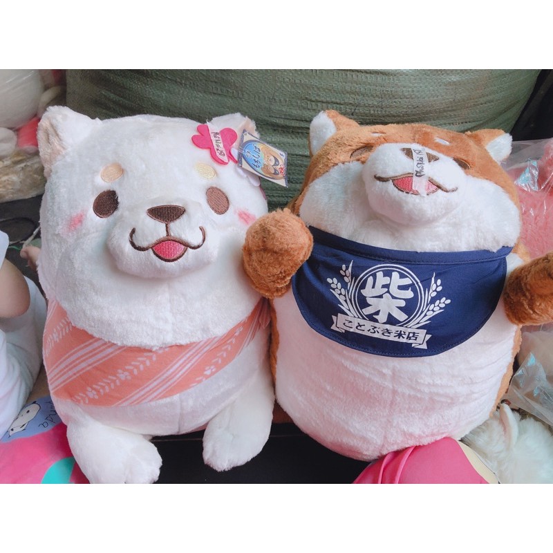 gấu bông của Phô mai