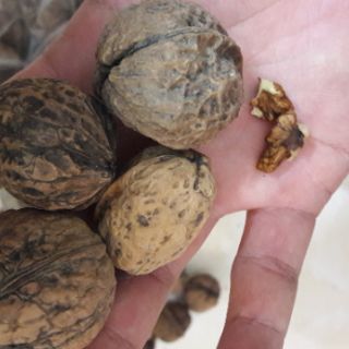 1kg Óc chó Sìn Hồ Lai Châu