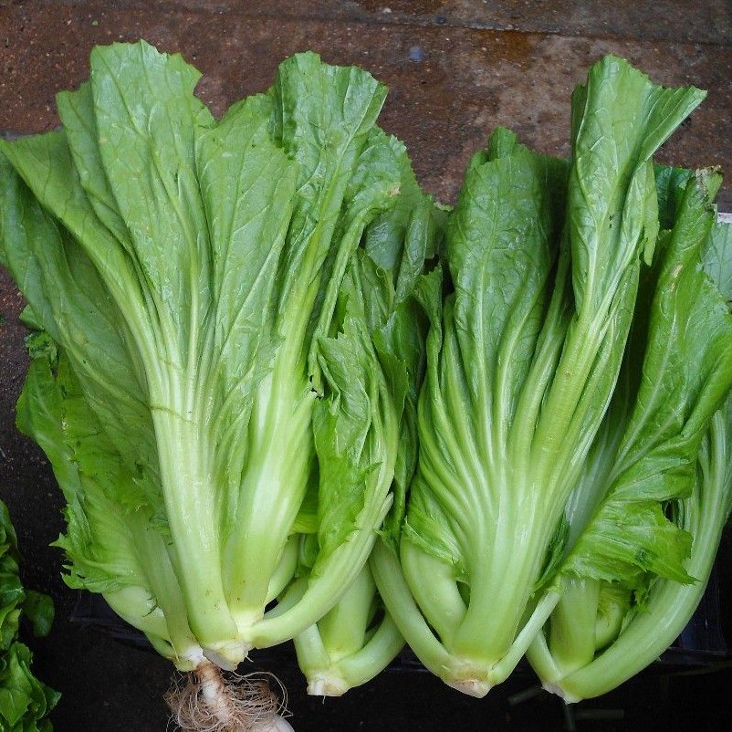 Hạt giống Cải Bẹ Dưa 20gr ~4000 Hạt