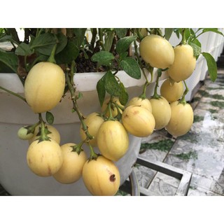 Hạt Giống Dưa Pepino Gói 4 Hạt Xuất Xứ Đức