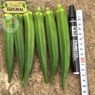 Hạt giống đậu bắp xanh