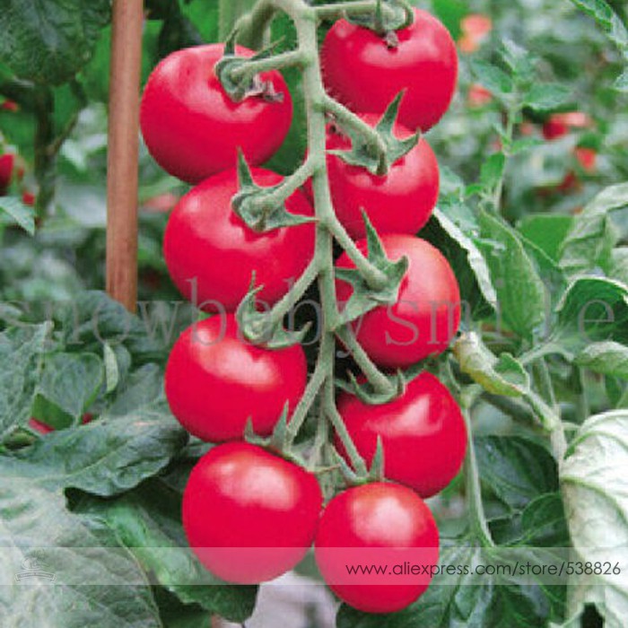 Cung Cấp Hạt giống cà chua hồng siêu quả dễ trồng -30 hạt hạt đẹp