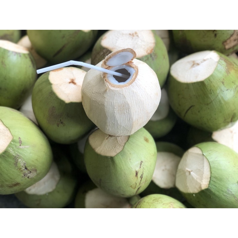 (Q.10) DỪA XIÊM - DỪA TA