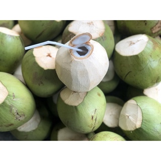 DỪA XIÊM - DỪA TA