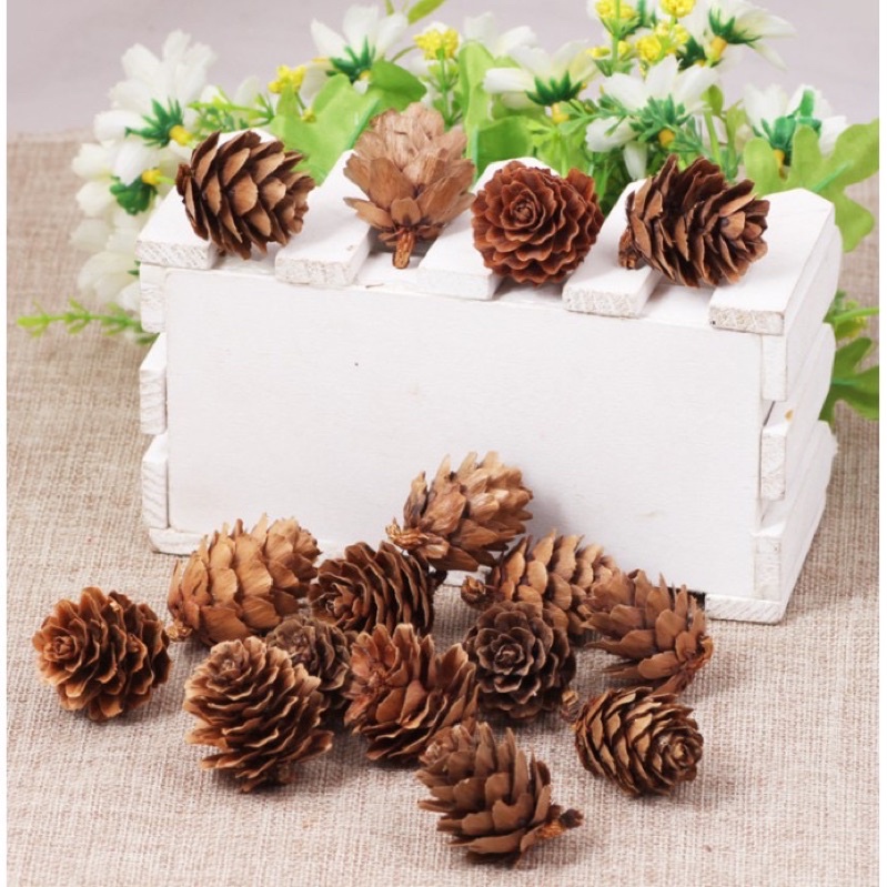 Quả thông khô phụ kiện trang trí noel giáng sinh