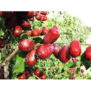 Táo đỏ khô Hàn Quốc 1kg