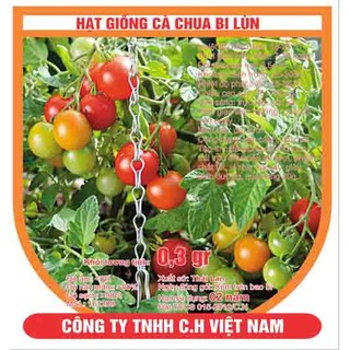 Hạt giống cà chua bi lùn đỏ