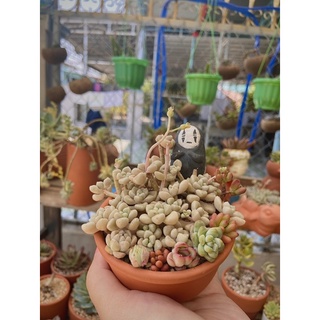CHẬU ĐẤT NUNG HÌNH CHÉN