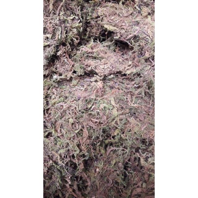 1 kg dớn mềm trắng trồng lan