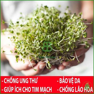 ( sale 1k ) 100 hạt giống rau mầm bông cải xanh dành cho người mới tập trồng