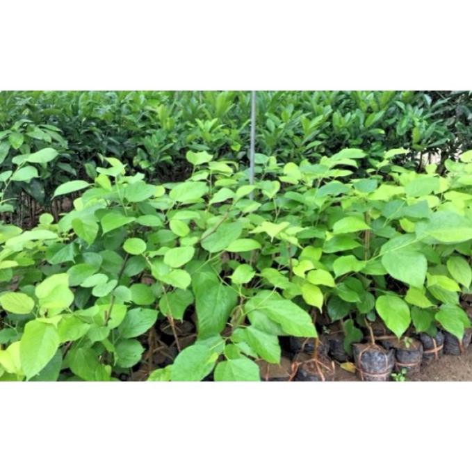 CÂY GIỐNG DÂU ĐÀI LOAN QUẢ DÀI